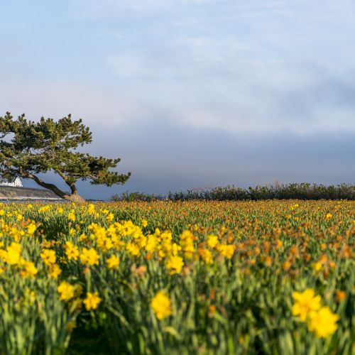 A vibrant field of yellow flowers under a partly cloudy sky, with a single windswept tree leaning to the left standing prominently in the background.