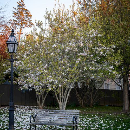 This image depicts a peaceful park setting with a bench, a lamppost, and blossoming trees surrounded by fallen petals and green grass.