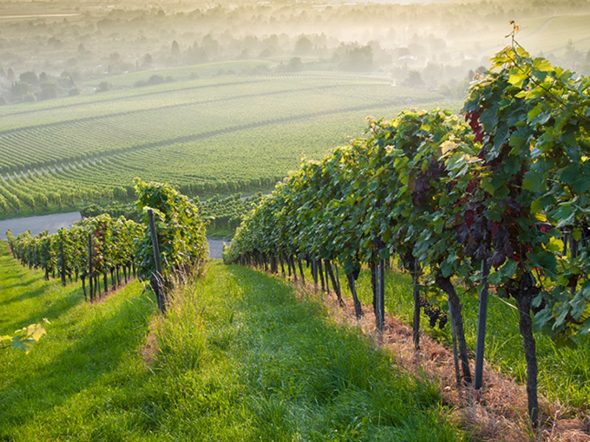 This image shows a scenic vineyard on a hilly landscape during a misty morning with rows of grapevines stretching into the distance.