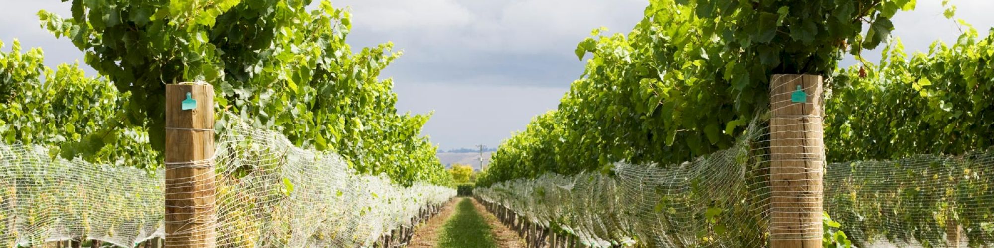 The image shows a vineyard with rows of grapevines supported by wooden posts, protected by netting, set under a partly cloudy sky.