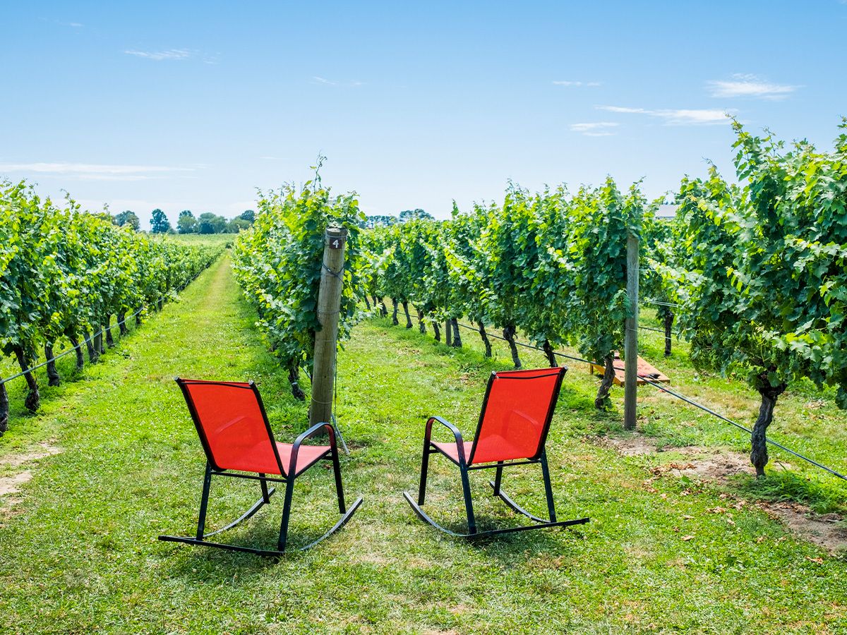 The image shows two red rocking chairs facing each other in the middle of a green vineyard under a clear blue sky.