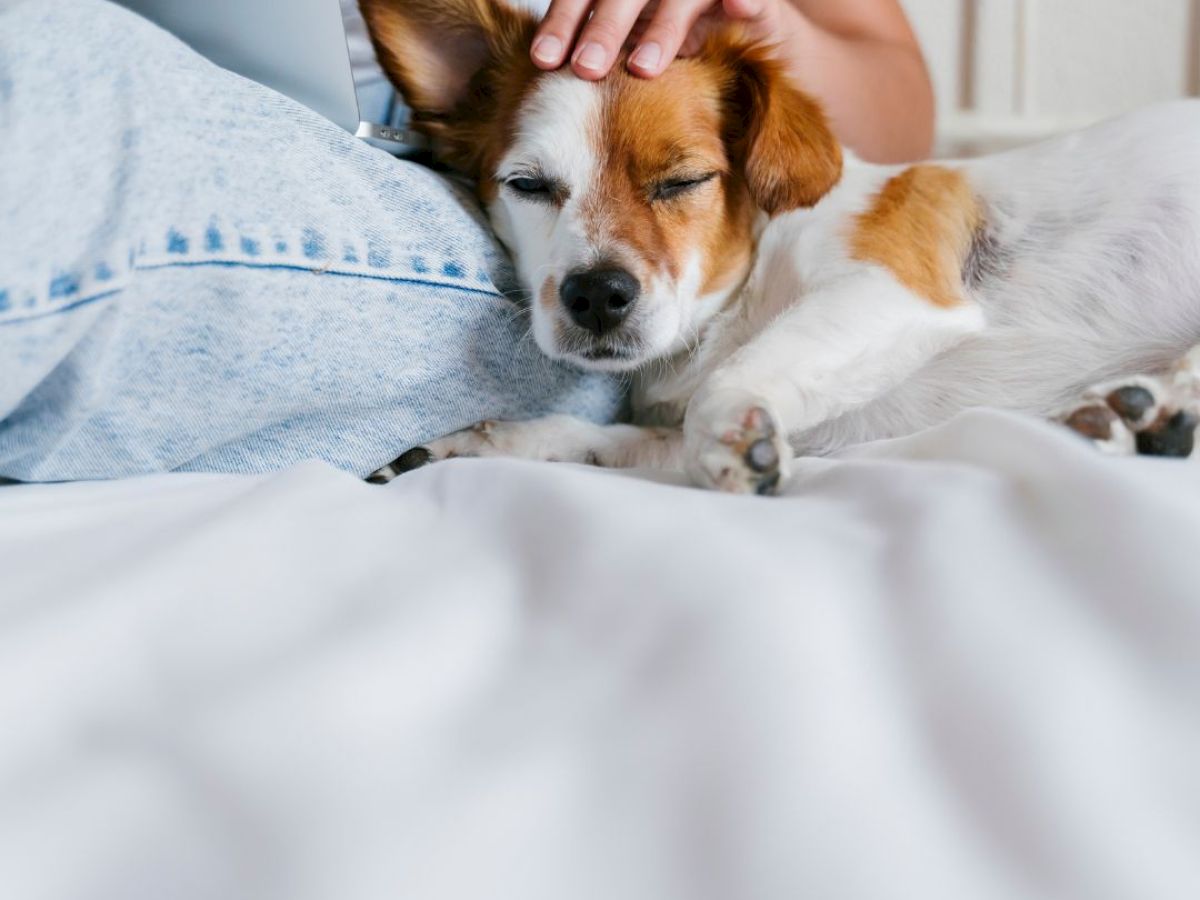 A person is sitting with a laptop, gently petting a small dog resting on their lap. The dog appears relaxed and comfortable on a bed or couch.