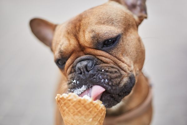 A brown French Bulldog is licking an ice cream cone, with a bit of ice cream on its nose. The dog appears to be enjoying the treat.