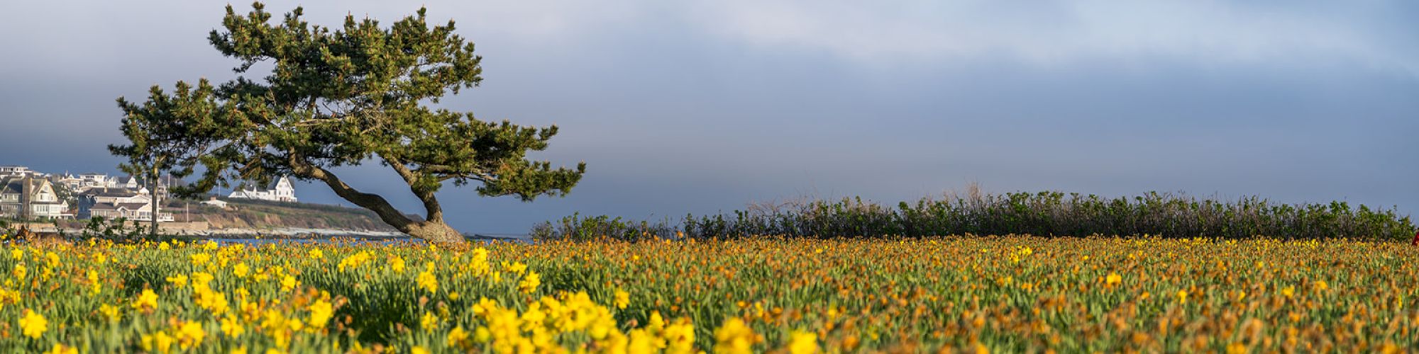 A scenic landscape featuring a field of blooming yellow flowers with a lone, leaning tree in the background under a partly cloudy sky.