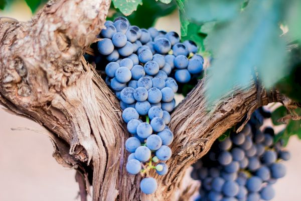 A cluster of ripe, purple grapes hanging from a grapevine, surrounded by textured branches and green leaves, ready for harvest.