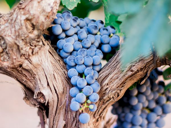 A cluster of ripe, purple grapes hanging from a grapevine, surrounded by textured branches and green leaves, ready for harvest.