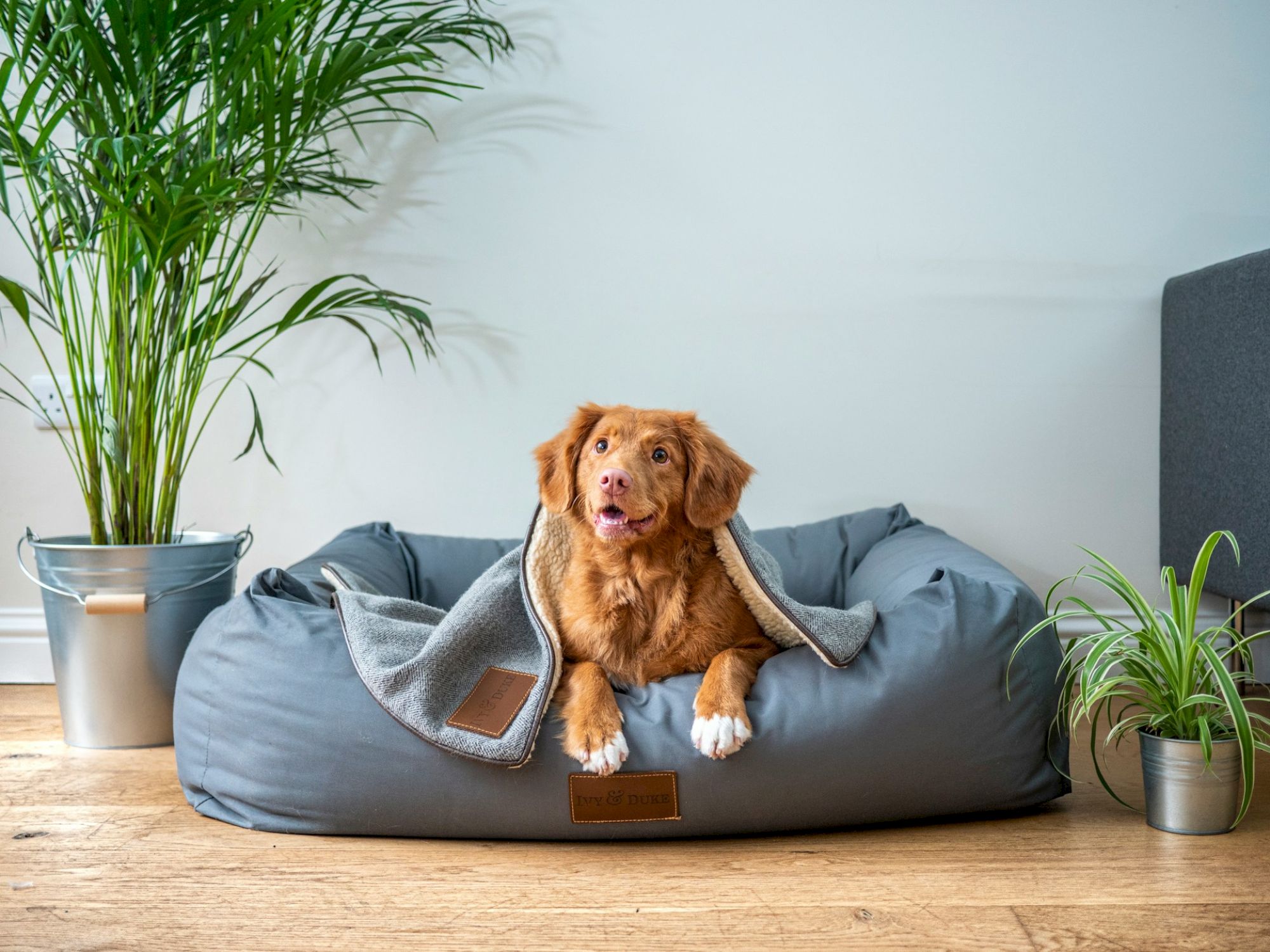 A dog is lying in a gray dog bed with a blanket, surrounded by indoor plants in a modern room.