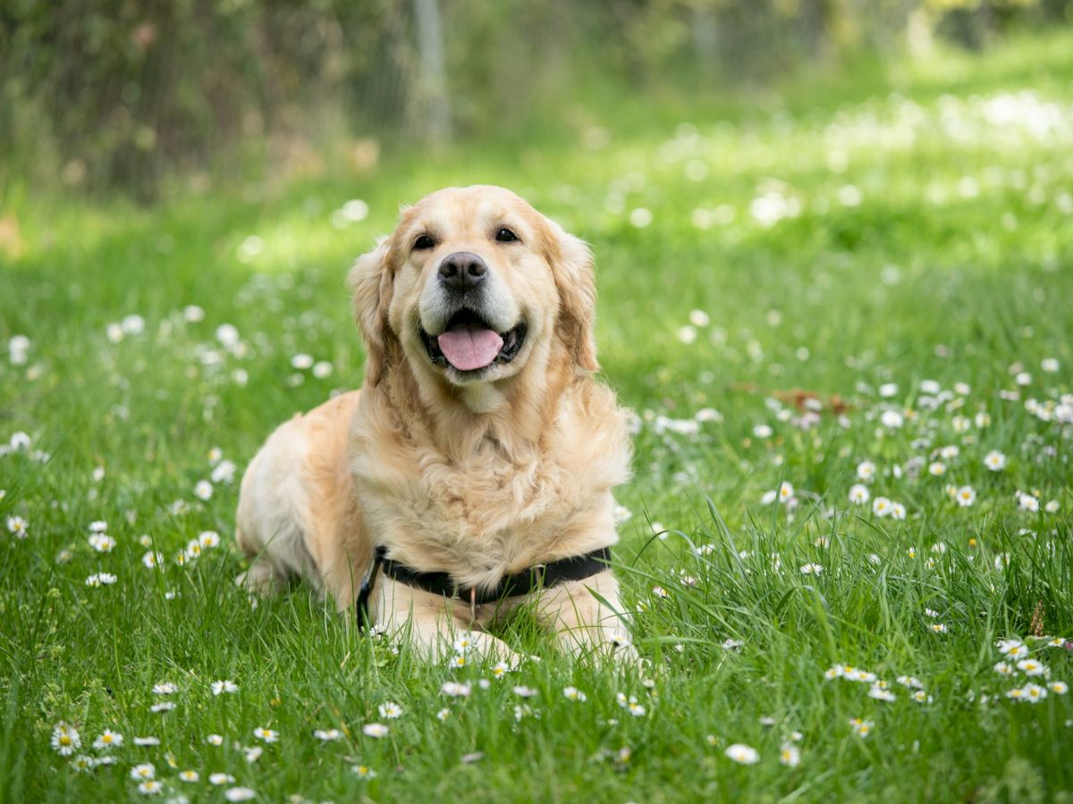 A smiling golden retriever lies in a grassy field dotted with small white flowers, enjoying a peaceful moment outdoors.